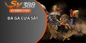 Đá gà cựa sắt