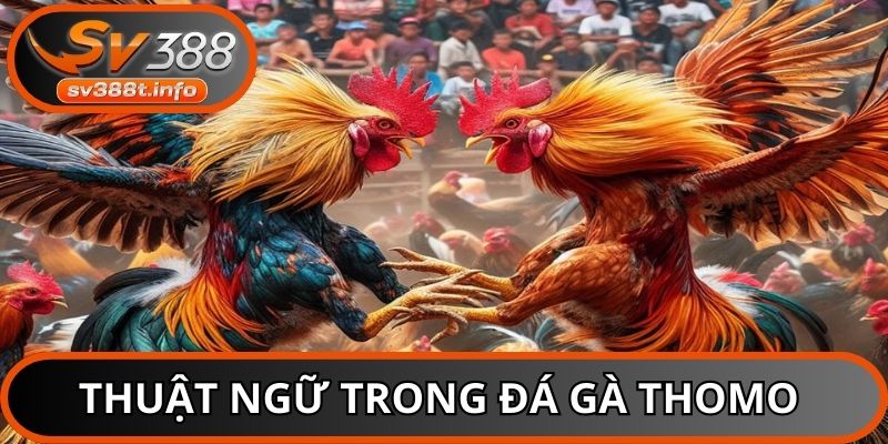 Nắm rõ thuật ngữ trong trường gà Thomo